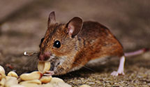 24 Hour & Emergency Exterminators in Stone Creek, OH